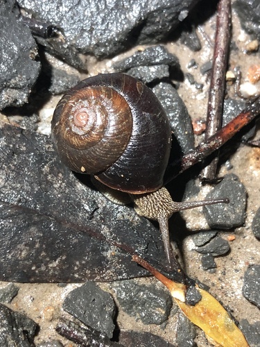 Sauroconcha jervisensis observed 2024-11-05