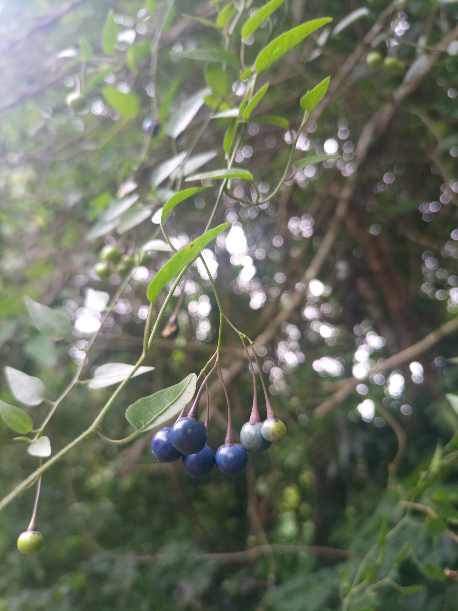 Solanum laxum
