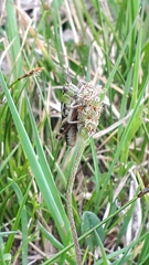 Epipodisma pedemontana