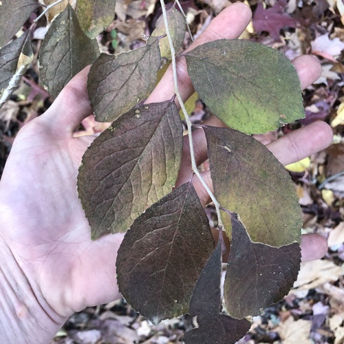 Image of Symplocos paniculata by (c) Andrew Conboy, some rights reserved (CC BY)