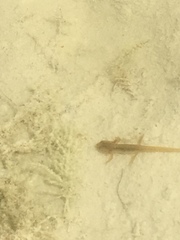 Lissotriton vulgaris