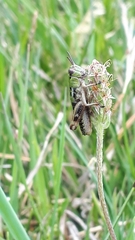 Epipodisma pedemontana