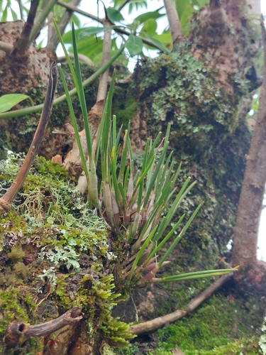 Epidendrum porquerense, photograph 2