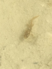 Lissotriton vulgaris