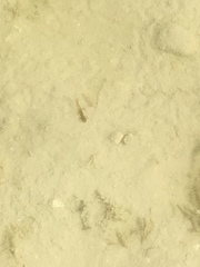 Lissotriton vulgaris