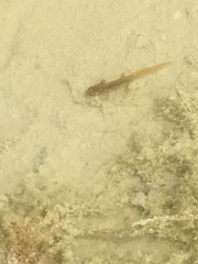 Lissotriton vulgaris