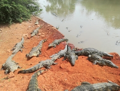 Crocodylus suchus