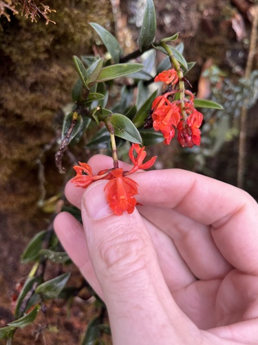 Fiery Orchid (Epidendrum ardens)