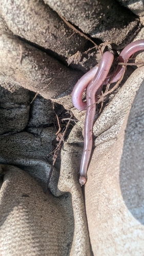 Blackish Blind Snake sighting