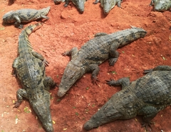 Crocodylus suchus