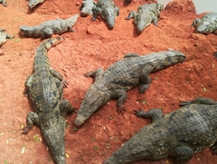 Crocodylus suchus