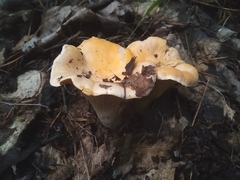 Cantharellus pallens