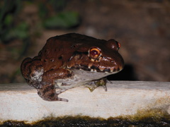 Leptodactylus vastus