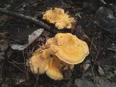 Cantharellus pallens