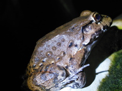 Leptodactylus vastus