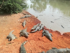 Crocodylus suchus