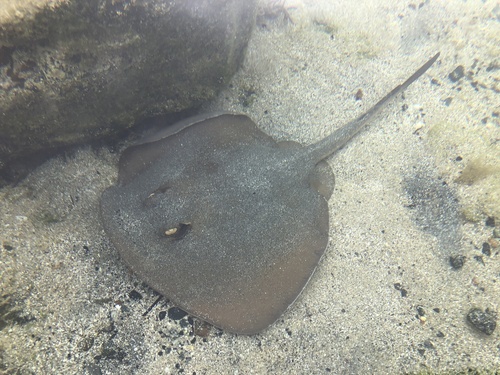 Common Stingaree, Ulladulla Harbour, Ulladulla, NSW, AU, photo 9 of 10
