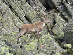 Capra pyrenaica victoriae
