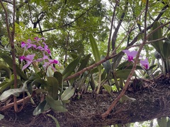 Cattleya warscewiczii