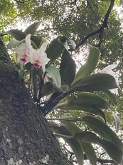 Cattleya quadricolor