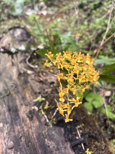 Image of Oncidium chrysomorphum by (c) Josh Noseworthy, some rights reserved (CC BY)