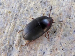 Gondwanocrypticus platensis