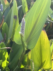 Pontederia cordata