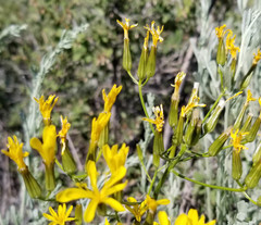 Crepis acuminata