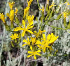 Crepis acuminata