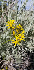 Crepis acuminata