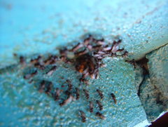 Cleptotrigona cubiceps