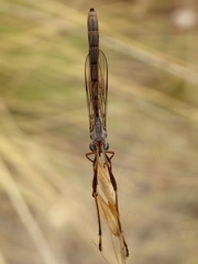 Leptogastrinae