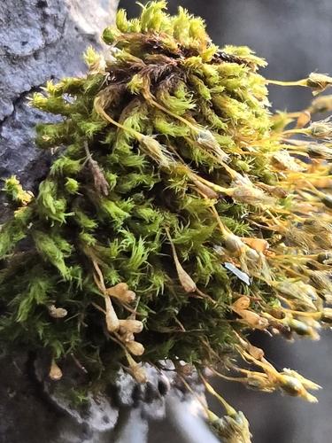 Image of Ulota coarctata by (c) Micki Colbeck, some rights reserved (CC BY)