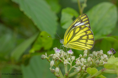 Cepora nerissa phryne