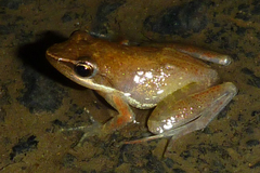 Moramanga Madagascar Frog photo 2