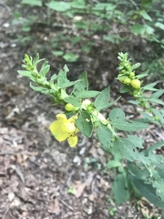 Dasistoma macrophylla