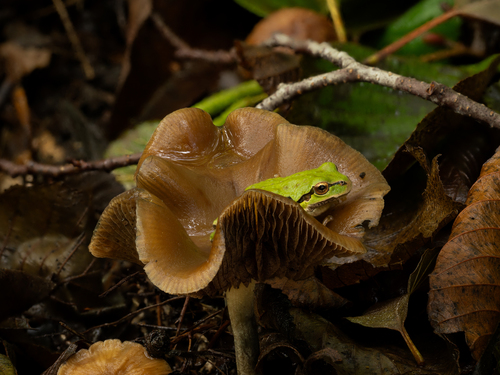 Pacific chorus frog photographed in Washington