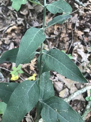 Dasistoma macrophylla