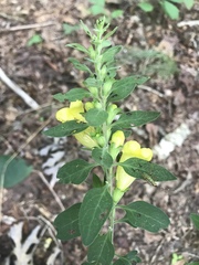 Dasistoma macrophylla