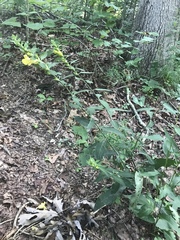 Dasistoma macrophylla