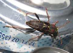 Neoclytus mucronatus