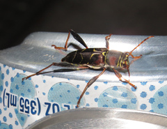 Neoclytus mucronatus