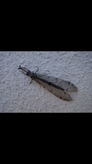 Distoleon tetragrammicus