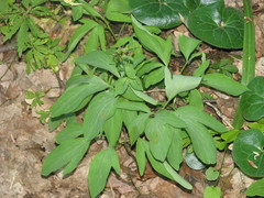 Corydalis cava marschalliana