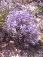Leucophyllum candidum