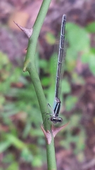 Enallagma divagans