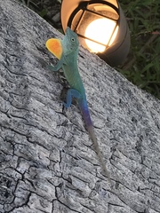 Graham's Anole photo 5