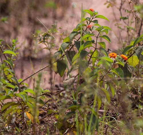 Lantana horrida