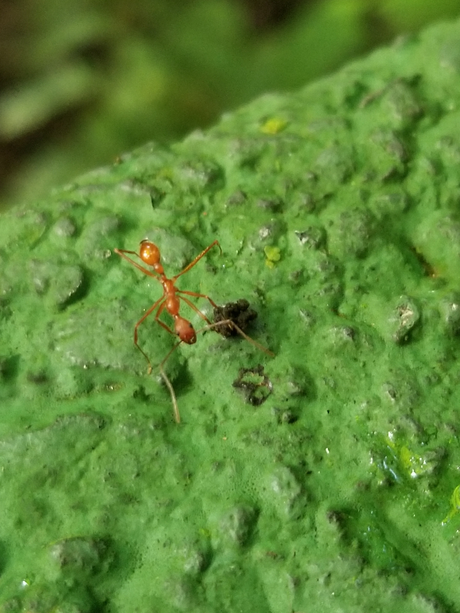Aphaenogaster phalangium