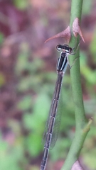 Enallagma divagans